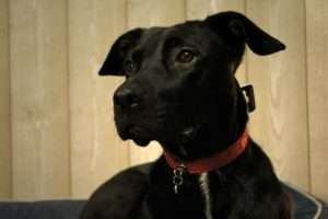 chien noir collier rouge