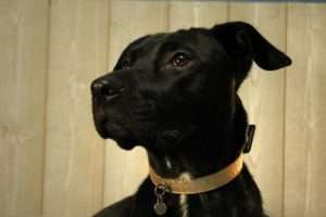 chien noir collier rose