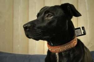 chien noir collier strass