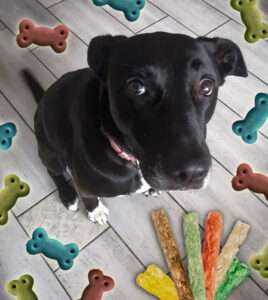 Chien noir avec os friandises.