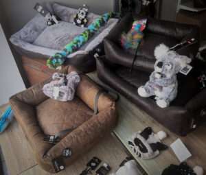 contenu vitrine avec paniers pour chiens.